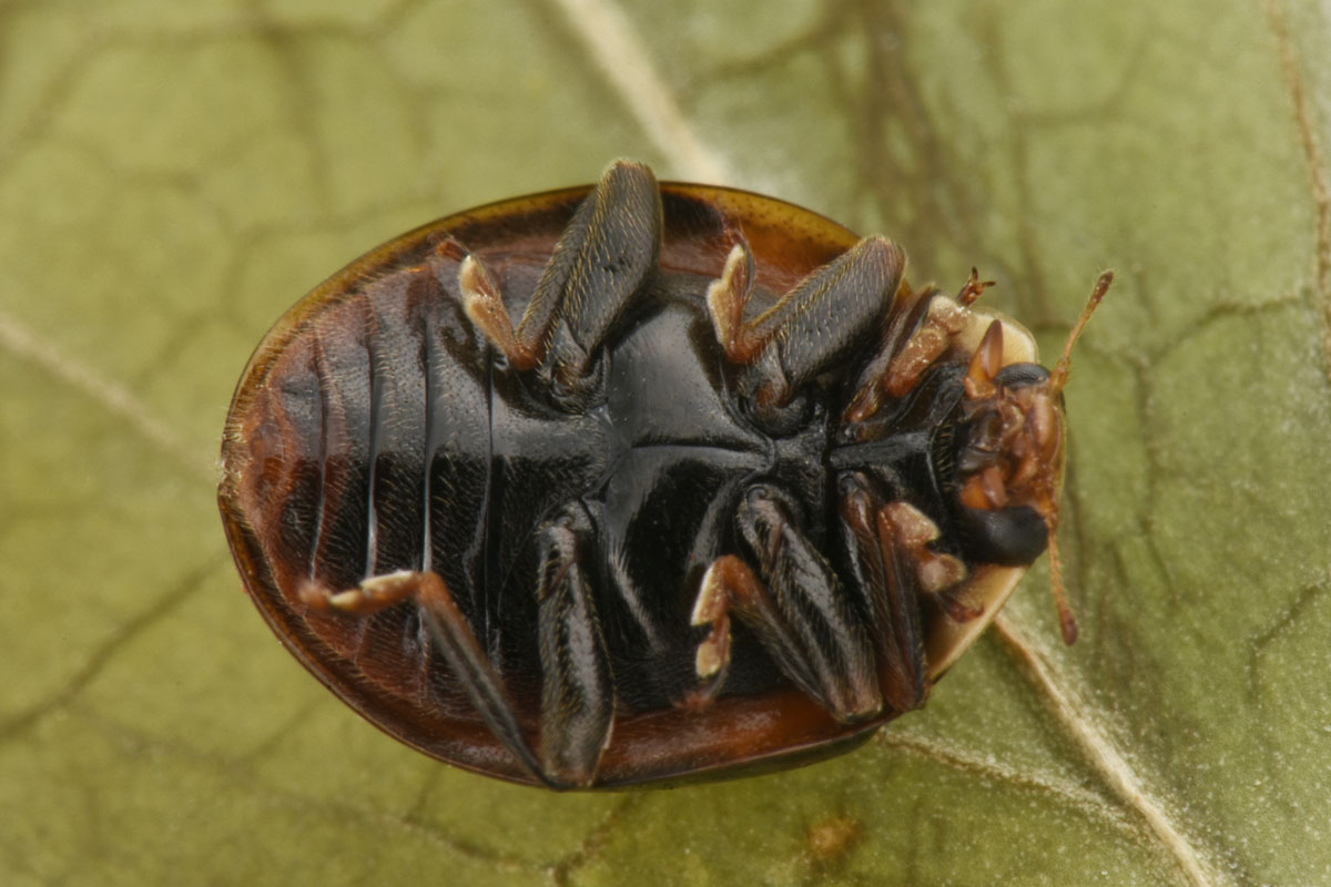 Coccinellidae: Harmonia axyridis